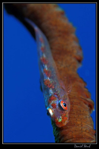 Whip coral gobbie :-D - Marsa Nakari house reef, zodiac n... by Daniel Strub 
